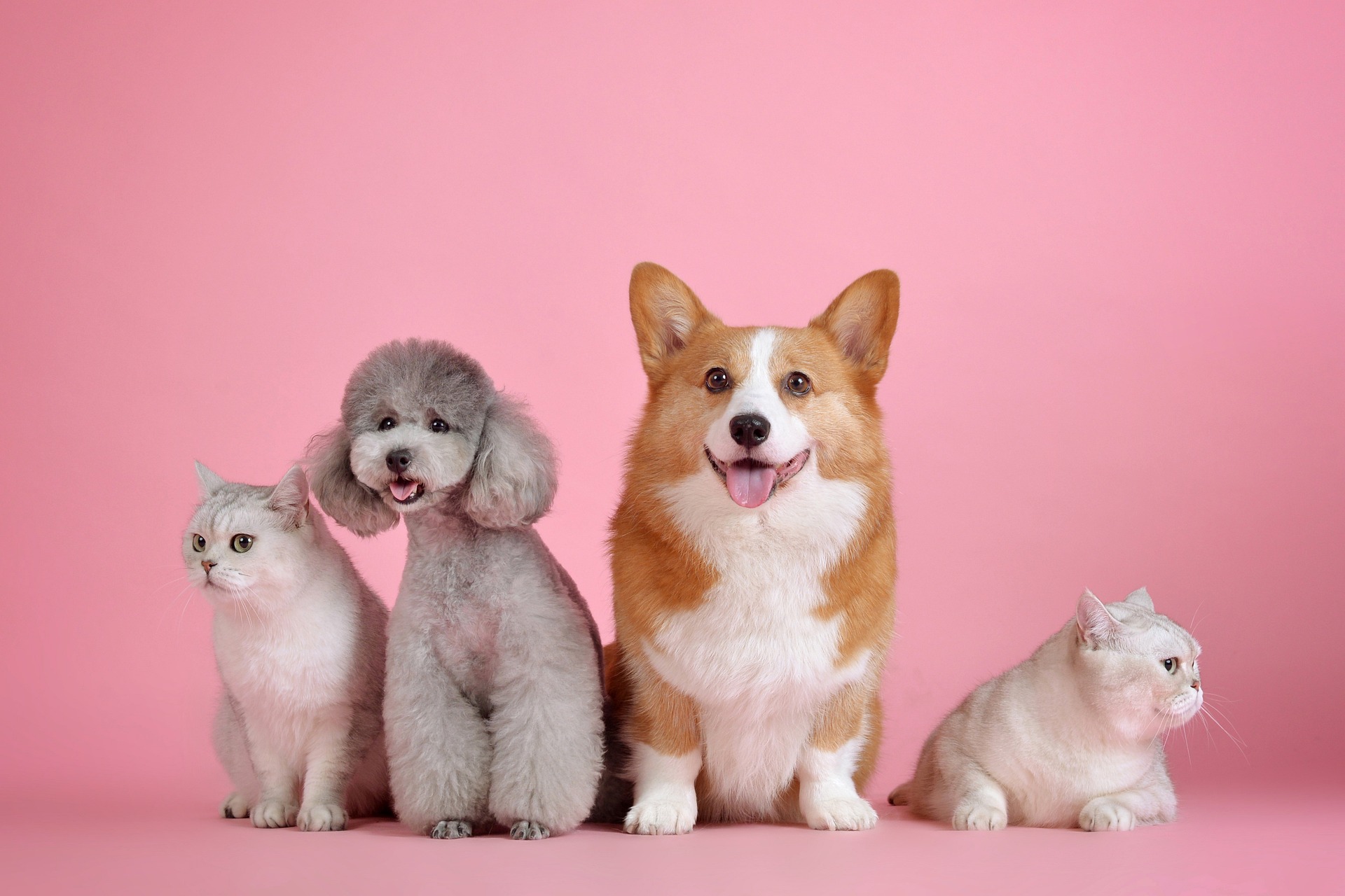 Love your pet day, estate planning, and Pet Trusts for you pet. Picture: two dogs and two cats sitting looking forward. Pink background